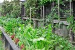 Waiheke Beach on Oneroa: Vege garden