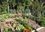 Waiheke Castaway Cottage: Veggie garden