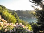 Waiheke Waimarama Cottage: Garden and view