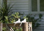 Waiheke Te Matuku Farm Cottage: baby doves outside cottage