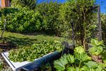 Waiheke Garden and Bird Haven: Veggie garden